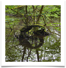 Reflections at Lymm Dam - Richard Nicholls
